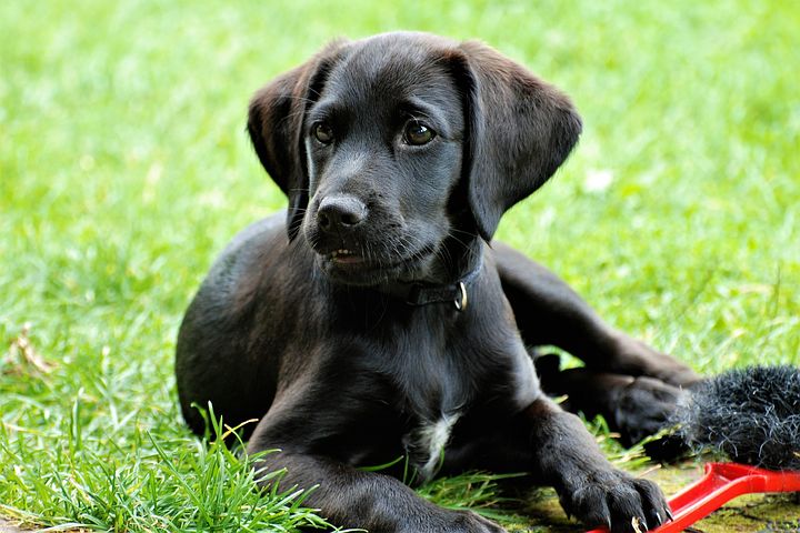 labrador-3611588__480