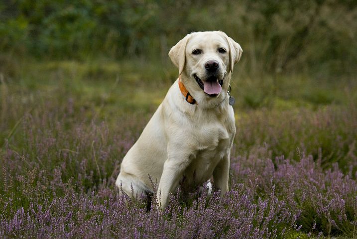 labrador-805863__480