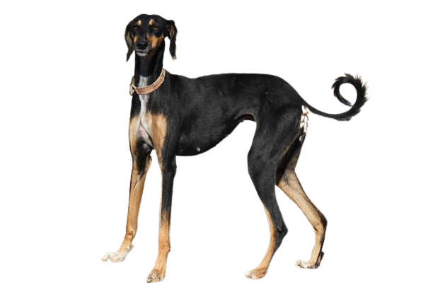 mahratta-greyhound-removebg-preview