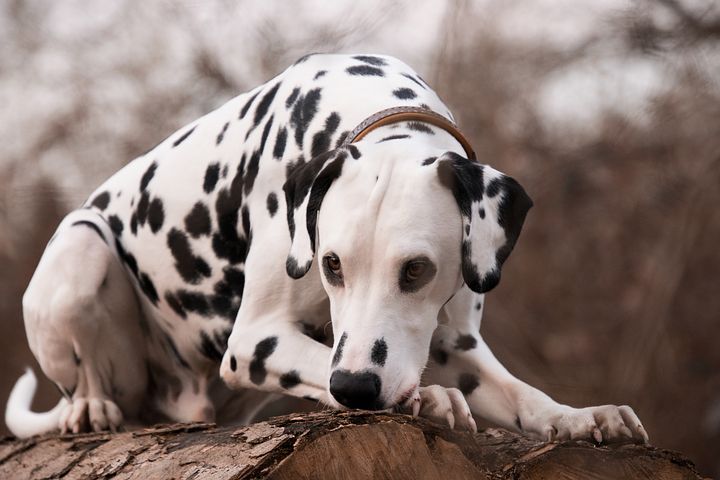 mammal-3269341__480