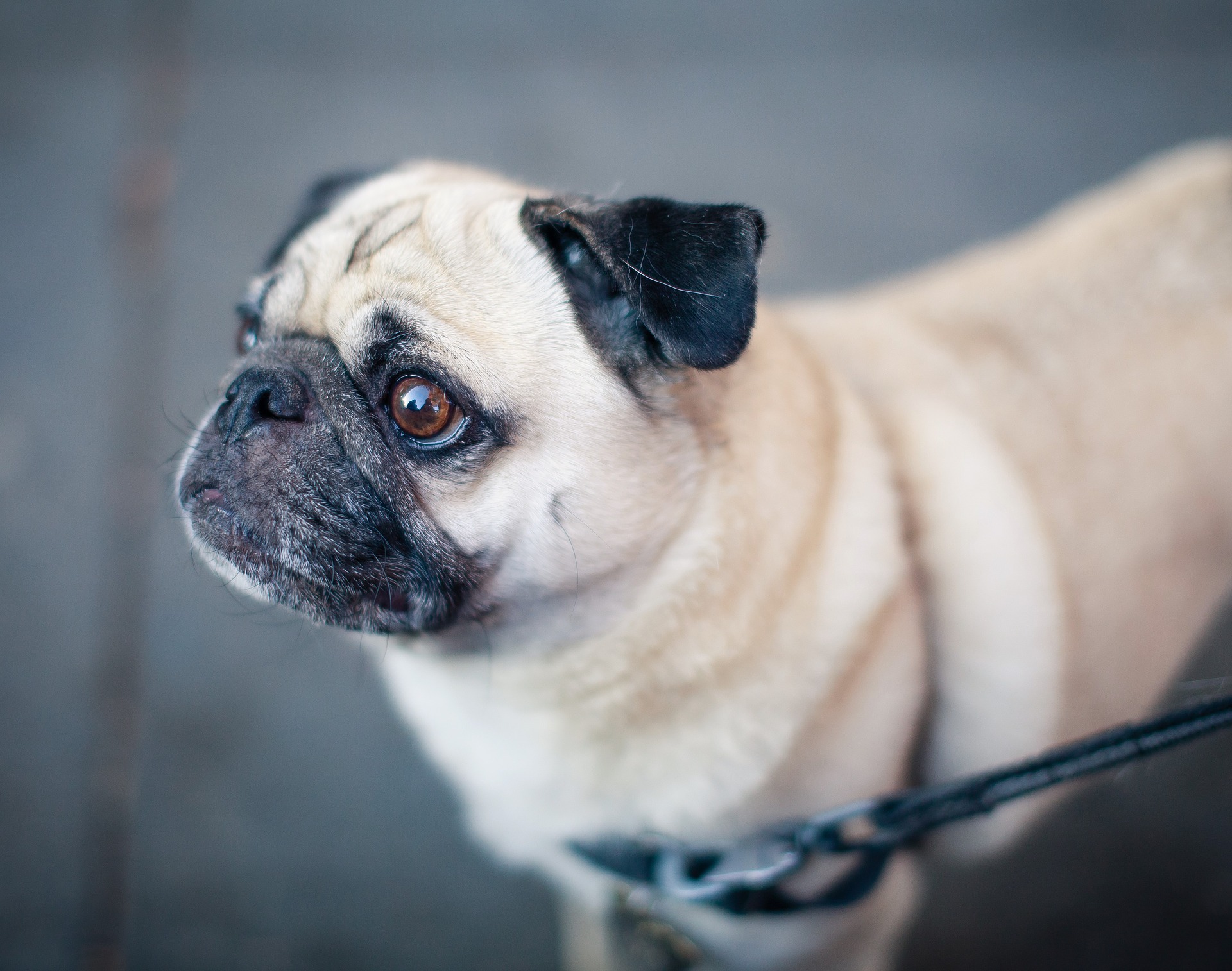 pug-1834721_1920