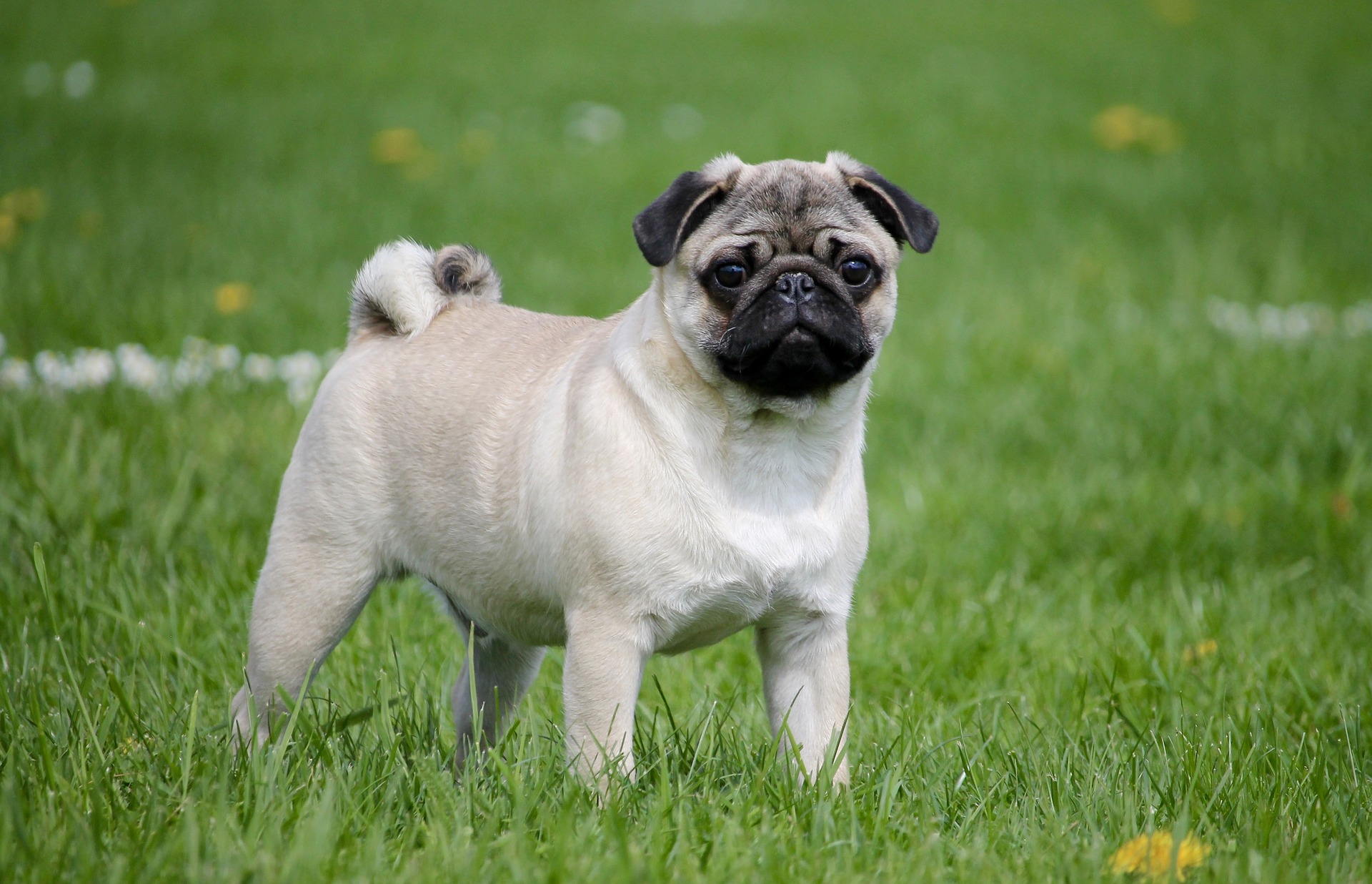 pug-2035675_1920