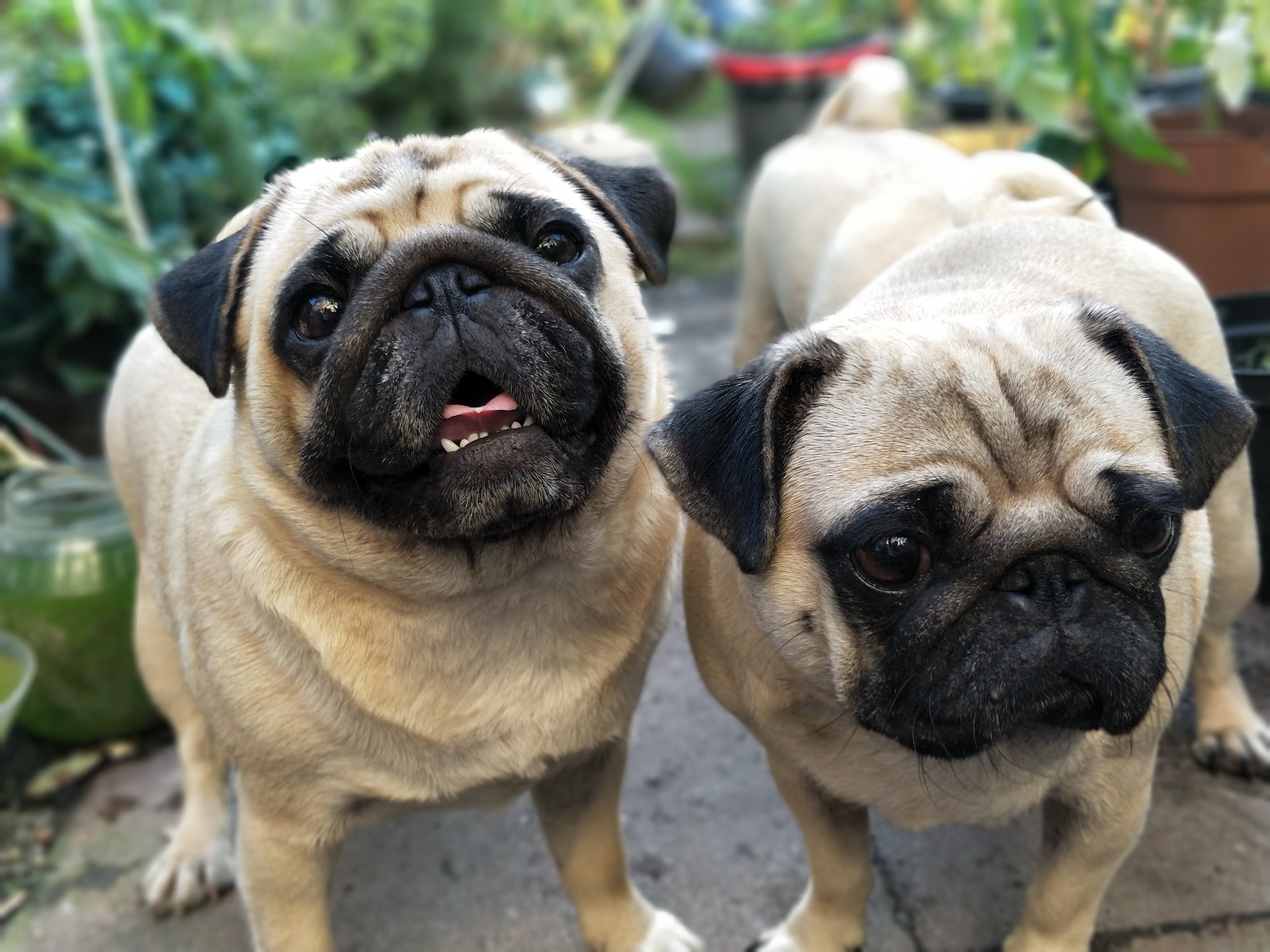 pugs-2498922_1920