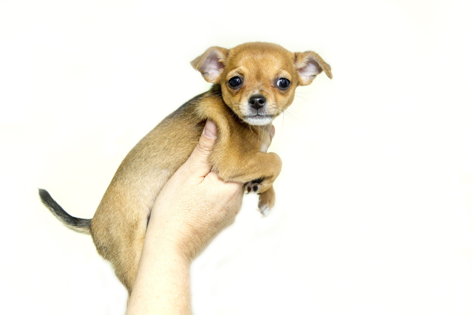 puppy-1047452_1920