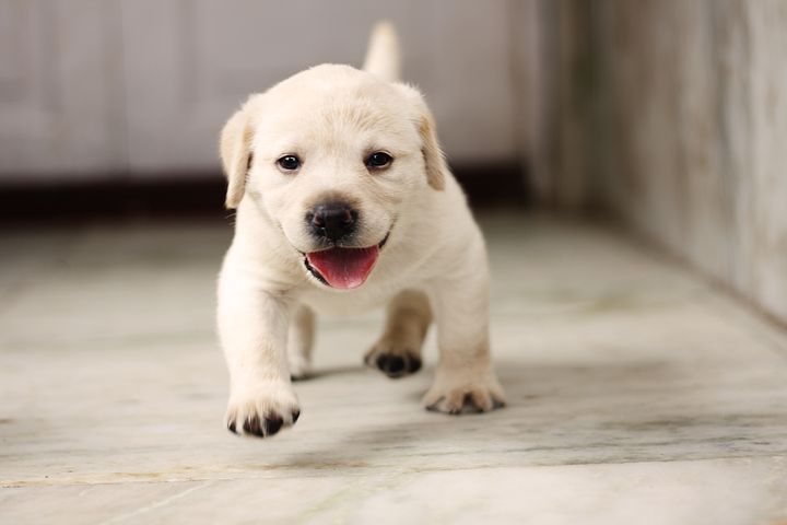 puppy-4347544__480