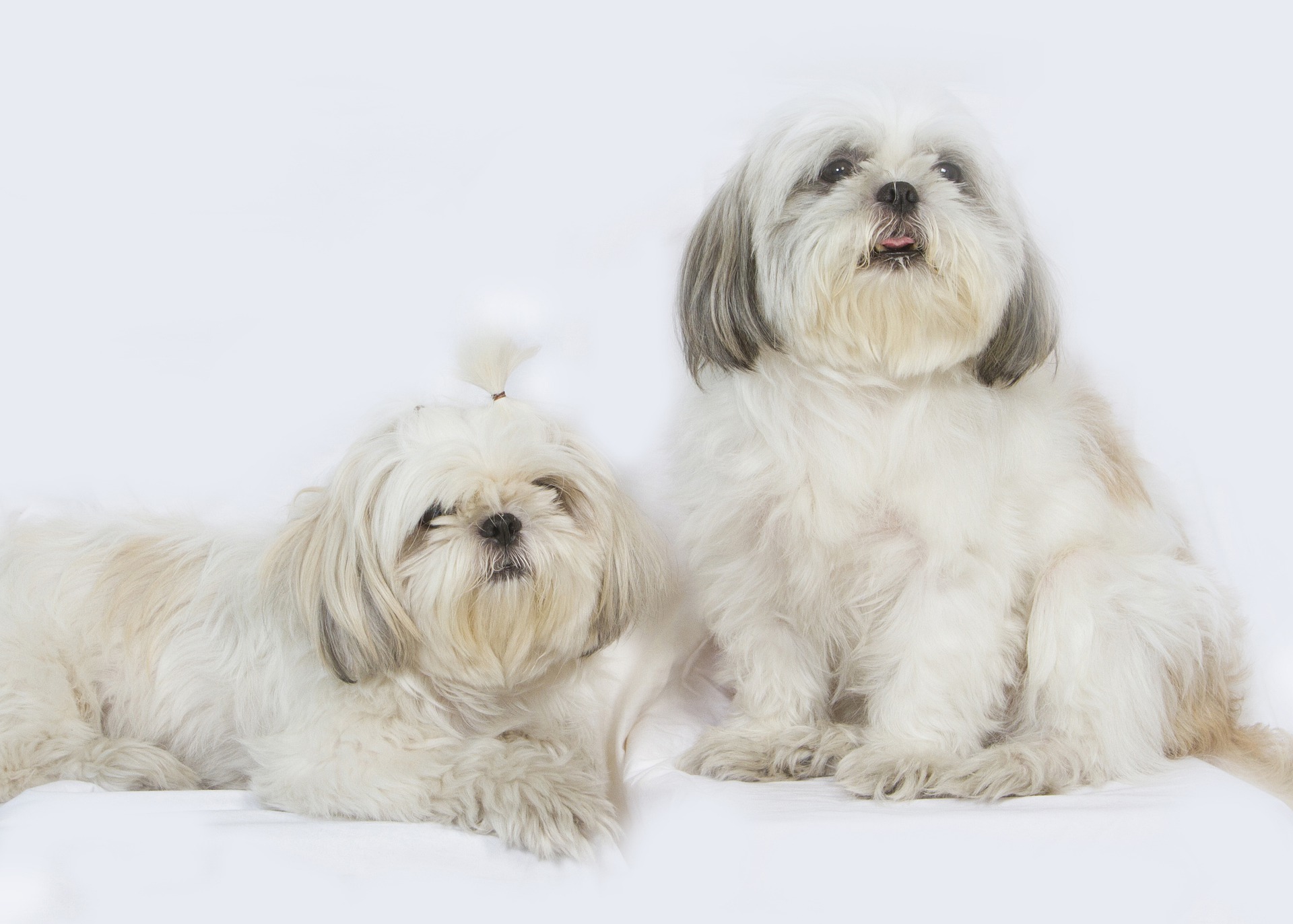 shih-tzu-5910814_1920