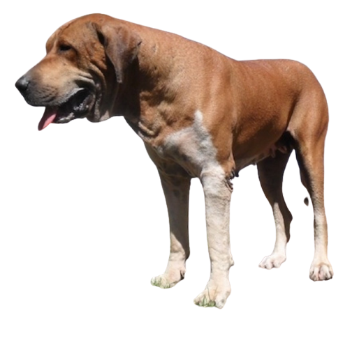 top-10-indian-dogs-and-cost-in-india-removebg-preview